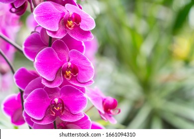 Orchid shrubs isolated. with other plants in the blurred background