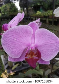 Orchid Supermoon Flower