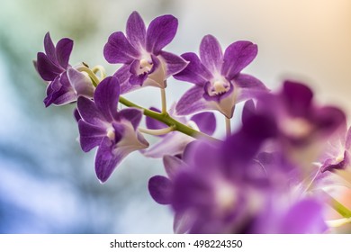 Orchid theme objects on the grey background
