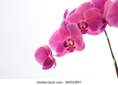 orchid in white background - Shutterstock ID 369553097