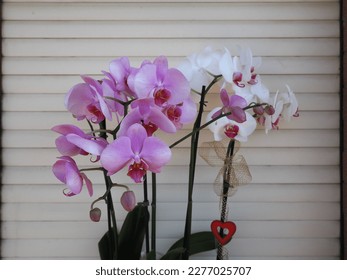 orchid white and pink flower scientific classification Angiosperms Asparagales Orchidaceae - Shutterstock ID 2277025707