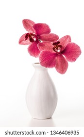 Orchid in a white vase on a white background.