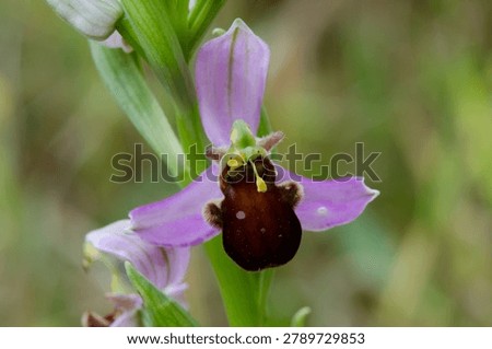 is an orchid whose flower mimics an insect