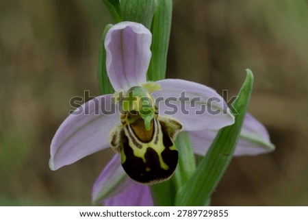 is an orchid whose flower mimics an insect