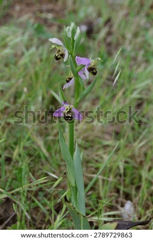is an orchid whose flower mimics an insect