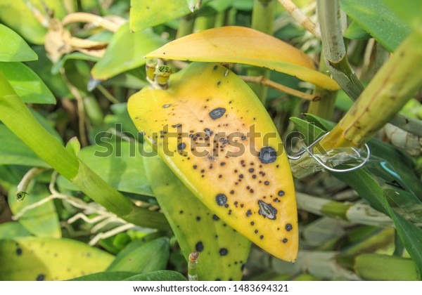 Orchid Yellow Leaf Spot Diseases Stock Photo (Edit Now) 1483694321
