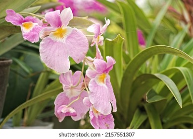 Orchidaceae plant. Orchid flower in the garden. Species of plant in the family Orchidaceae. Beautiful spring blooming background
