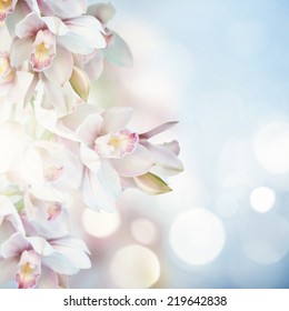 Orchids 