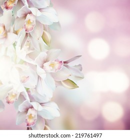 Orchids 