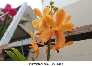 Orchids