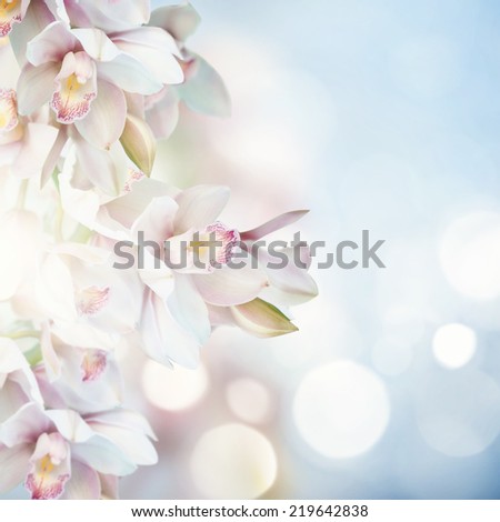 Orchids 