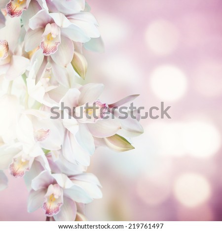 Orchids 