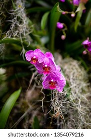 Orchids Of Allan Gardens