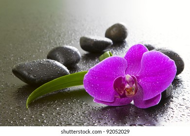 Orchids, black stones on a black background.