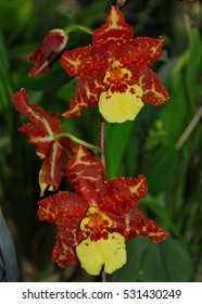 Orchids At Finca Dracula Orchid Farm