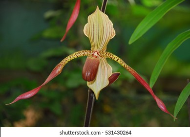 Orchids At Finca Dracula Orchid Farm