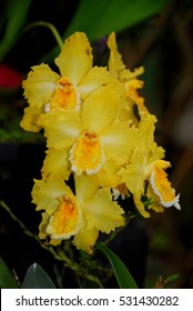 Orchids At Finca Dracula Orchid Farm