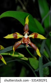 Orchids At Finca Dracula Orchid Farm