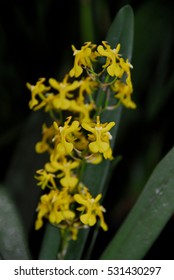 Orchids At Finca Dracula Orchid Farm