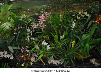 Orchids At Finca Dracula Orchid Farm