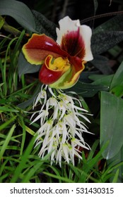 Orchids At Finca Dracula Orchid Farm