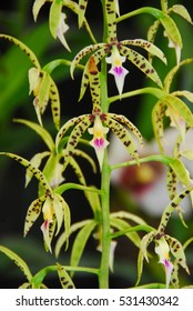 Orchids At Finca Dracula Orchid Farm