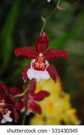 Orchids At Finca Dracula Orchid Farm