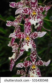 Orchids At Finca Dracula Orchid Farm