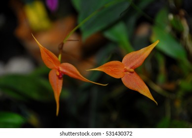 Orchids At Finca Dracula Orchid Farm