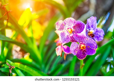 Orchids Floral Flower On Blurred Bokeh Bight Light On Green Tree Nature.