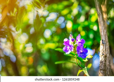 Orchids Floral Flower On Blurred Bokeh Bight Light On Green Tree Nature.