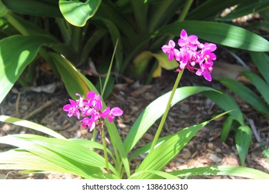 Orchids At Florida Botanical Gardens In Largo, Florida