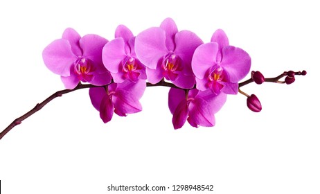 765,399 Beautiful Orchids Images, Stock Photos & Vectors 