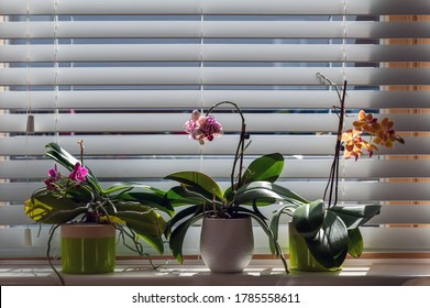 Orchids flowers in pots on window parapet against Venetian blinds. Potted plants at home. Phalaenopsis. Orchidaceae.