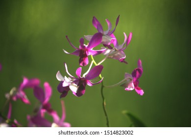 The Orchids At Lewis Ginter Botanical Garden, Richmond, VA