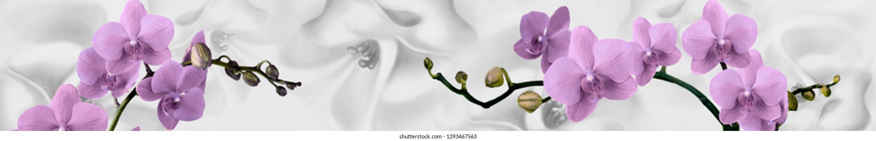 Orchids on gray background