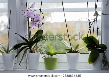 orchids in pots on the windowsill. Growing plants at home
