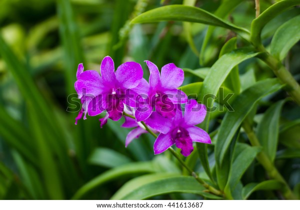 Orchids Symbol Wealth Love Grace Flower Stock Photo Edit Now