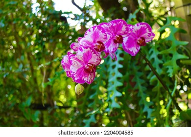 Orchids In Vizcaya Miami Florida