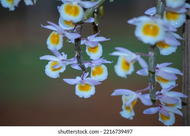 Orchids, Wildflowers That Live In High Humidity Environments