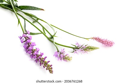 Orchis In Front Of White Background