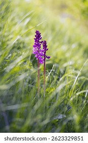 Orchis mascula, the early-purple orchid, early spring orchis, blooming purple flower on a green sloping meadow.