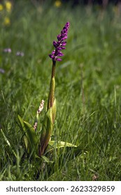 Orchis mascula, the early-purple orchid, early spring orchis, blooming purple flower on a green sloping meadow. Rarity with three inflorescences