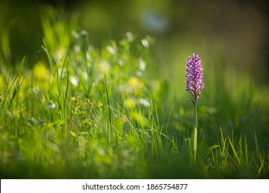 Orchis militaris. Orchid. Nature of the Czech Republic. Wild nature. Plant in the forest. Beautiful picture. Nature photography. Moravia. The White Carpathians.