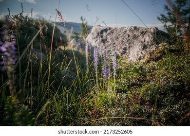 Orchis On The Hilly Terrain Of Siberia, The Vastness Of Lake Baikal, Fresh Air, Medicinal Herbs, Purple Flower