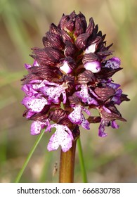 Orchis pupurea  the lady orchid is a herbaceous plant belonging to the genus Orchis of the family Orchidaceae.