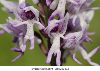 The Monkey Orchid: immagini, foto stock e grafica vettoriale | Shutterstock