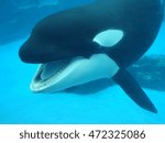 Orcinus orca