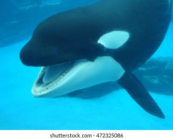 Orcinus Orca