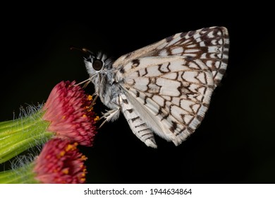 Orcus Checkered-Skipper Of The Species Burnsius Orcus